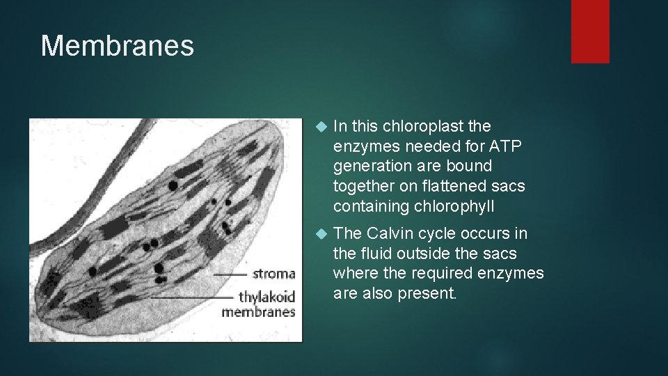Membranes In this chloroplast the enzymes needed for ATP generation are bound together on