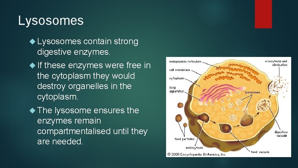 Lysosomes contain strong digestive enzymes. If these enzymes were free in the cytoplasm they
