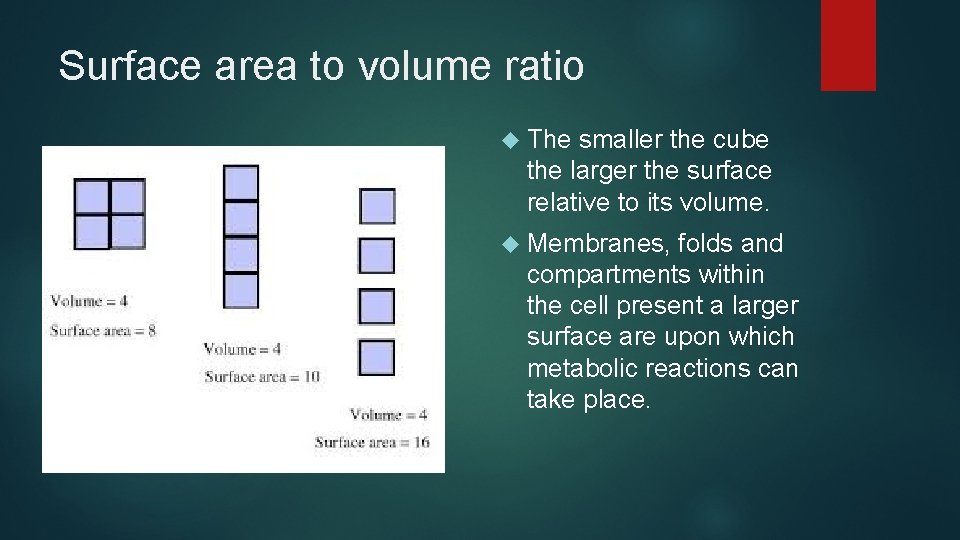 Surface area to volume ratio The smaller the cube the larger the surface relative