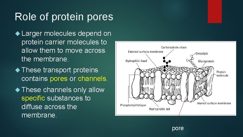Role of protein pores Larger molecules depend on protein carrier molecules to allow them