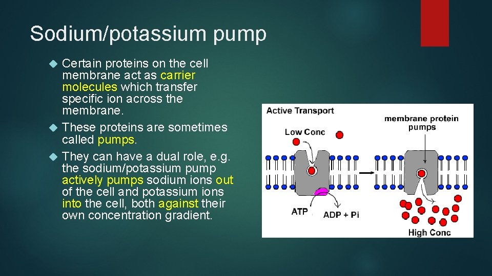 Sodium/potassium pump Certain proteins on the cell membrane act as carrier molecules which transfer