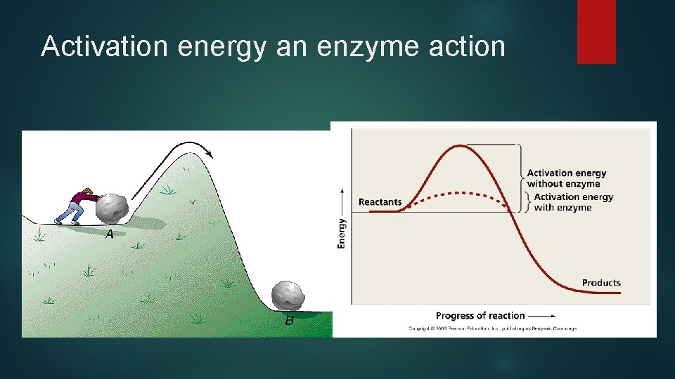 Activation energy an enzyme action 