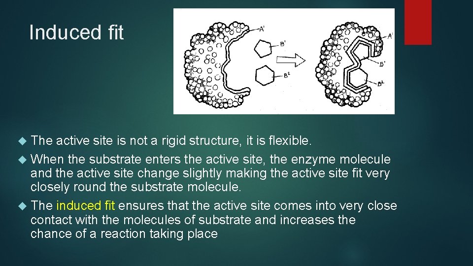 Induced fit The active site is not a rigid structure, it is flexible. When