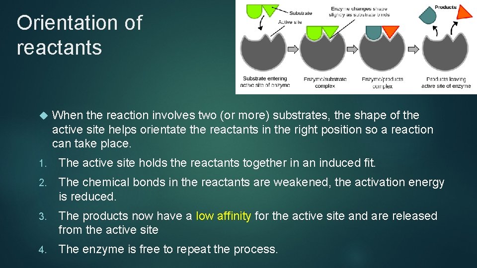 Orientation of reactants When the reaction involves two (or more) substrates, the shape of