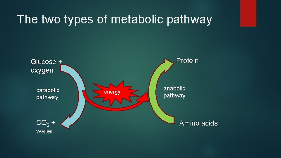 The two types of metabolic pathway Protein Glucose + oxygen catabolic pathway CO 2