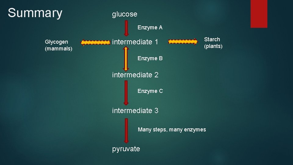 Summary glucose Enzyme A Glycogen (mammals) intermediate 1 Starch (plants) Enzyme B intermediate 2