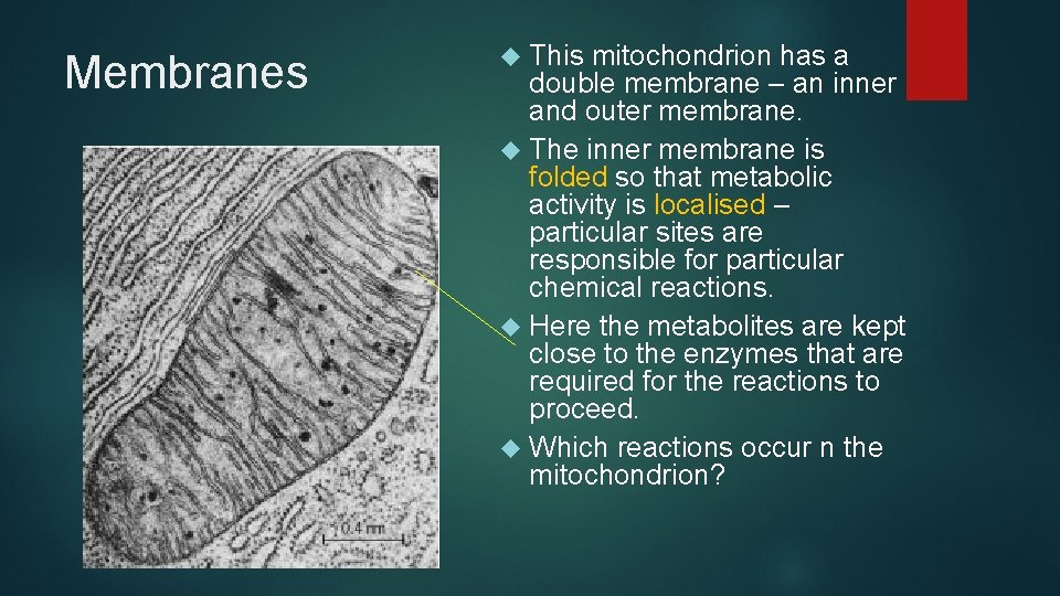 Membranes This mitochondrion has a double membrane – an inner and outer membrane. The
