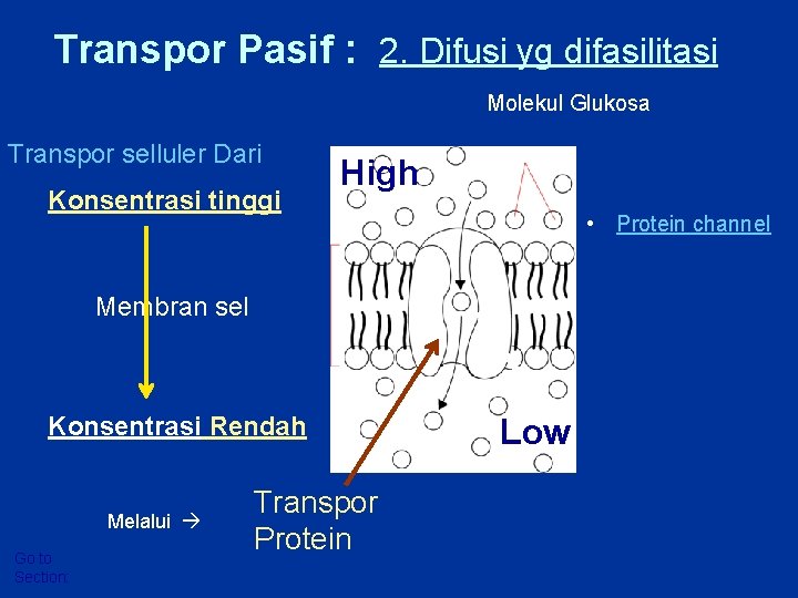 Transpor Pasif : 2. Difusi yg difasilitasi Molekul Glukosa Transpor selluler Dari Konsentrasi tinggi