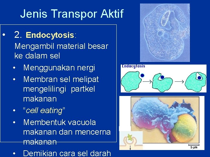 Jenis Transpor Aktif • 2. Endocytosis: Mengambil material besar ke dalam sel • Menggunakan