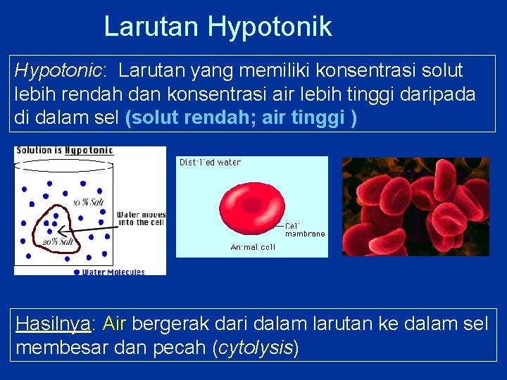 Larutan Hypotonik Hypotonic: Larutan yang memiliki konsentrasi solut lebih rendah dan konsentrasi air lebih