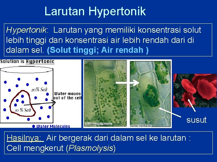 Larutan Hypertonik: Larutan yang memiliki konsentrasi solut lebih tinggi dan konsentrasi air lebih rendah