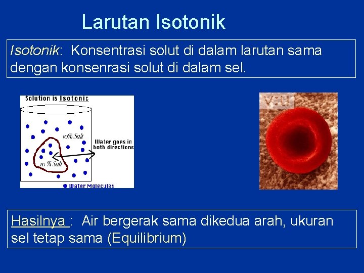 Larutan Isotonik: Konsentrasi solut di dalam larutan sama dengan konsenrasi solut di dalam sel.
