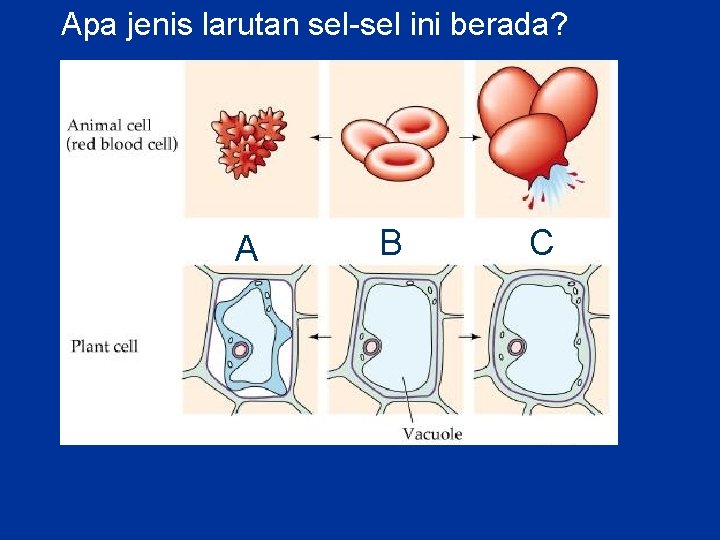 Apa jenis larutan sel-sel ini berada? A B C 