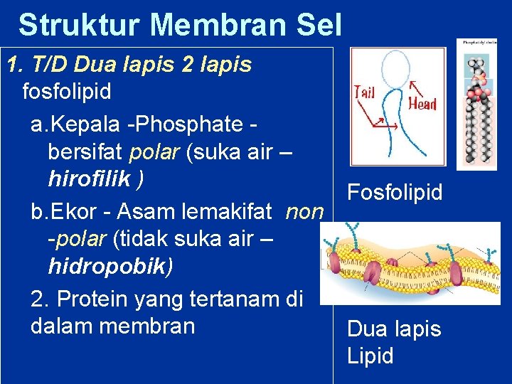 Struktur Membran Sel 1. T/D Dua lapis 2 lapis fosfolipid a. Kepala -Phosphate bersifat