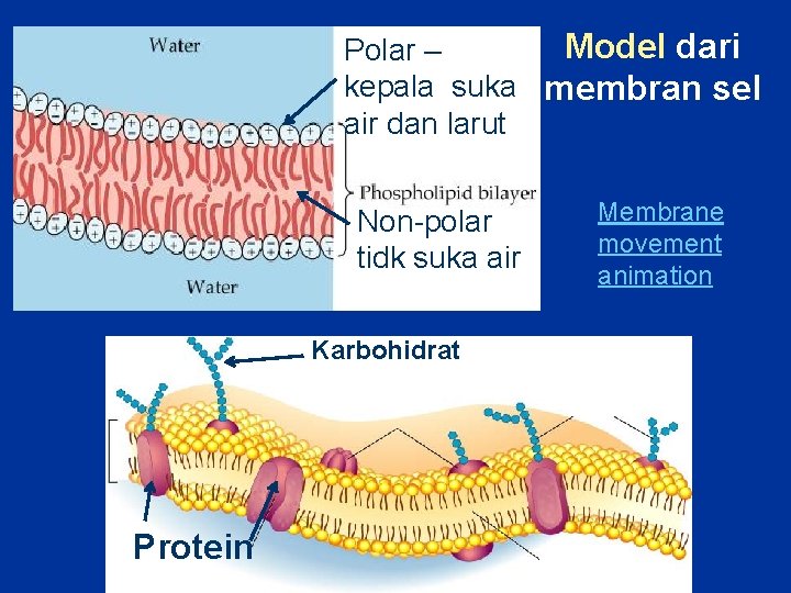 Model dari Polar – kepala suka membran sel air dan larut Non-polar tidk suka