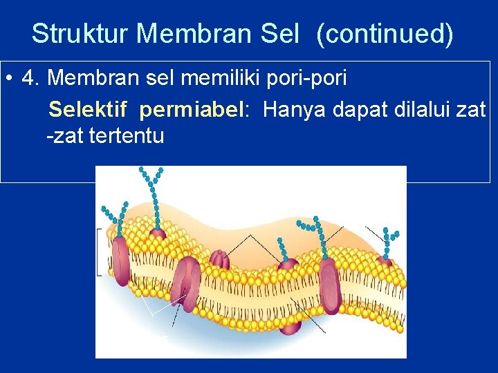 Struktur Membran Sel (continued) • 4. Membran sel memiliki pori-pori Selektif permiabel: Hanya dapat