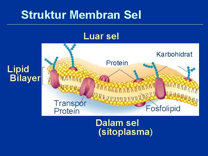 Struktur Membran Sel Luar sel Karbohidrat Protein Lipid Bilayer Transpor Protein Fosfolipid Dalam sel
