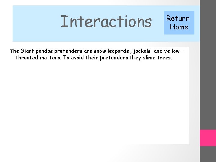 Interactions The Return Home Giant pandas pretenders are snow leopards , jackals and yellow