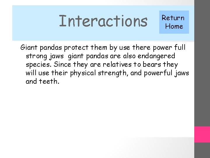 Interactions Return Home Giant pandas protect them by use there power full strong jaws