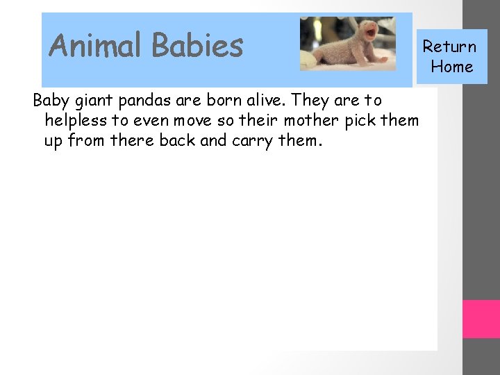 Animal Babies Baby giant pandas are born alive. They are to helpless to even