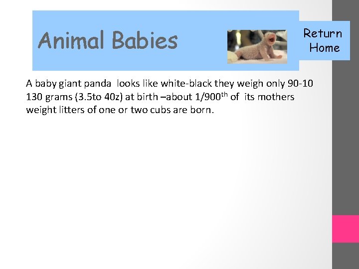 Animal Babies Return Home A baby giant panda looks like white-black they weigh only