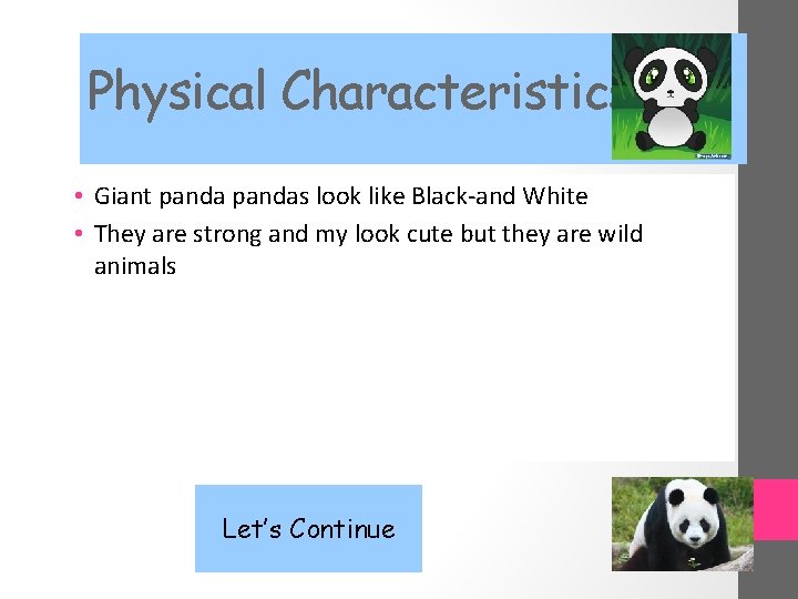 Physical Characteristics • Giant pandas look like Black-and White • They are strong and