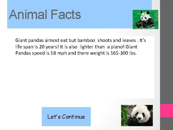 Animal Facts Giant pandas almost eat but bamboo shoots and leaves. It’s life span