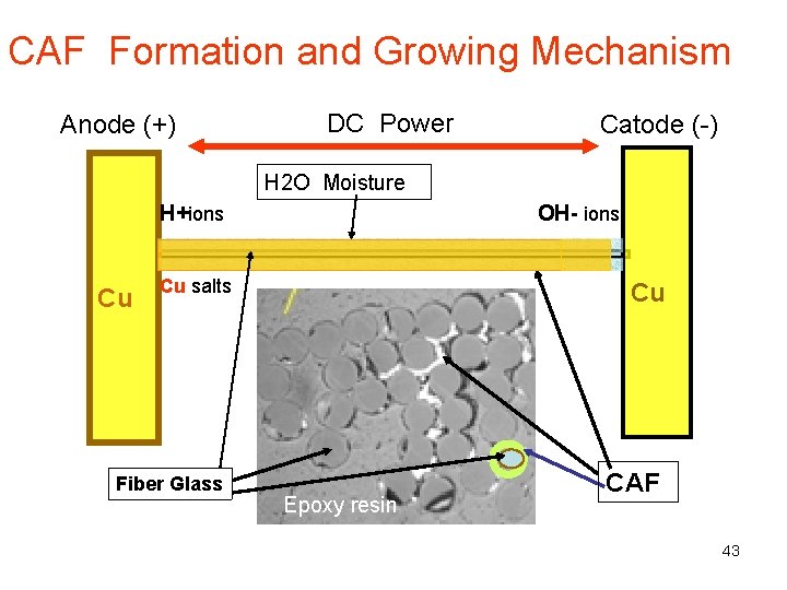 CAF Formation and Growing Mechanism Anode (+) DC Power Catode (-) H 2 O