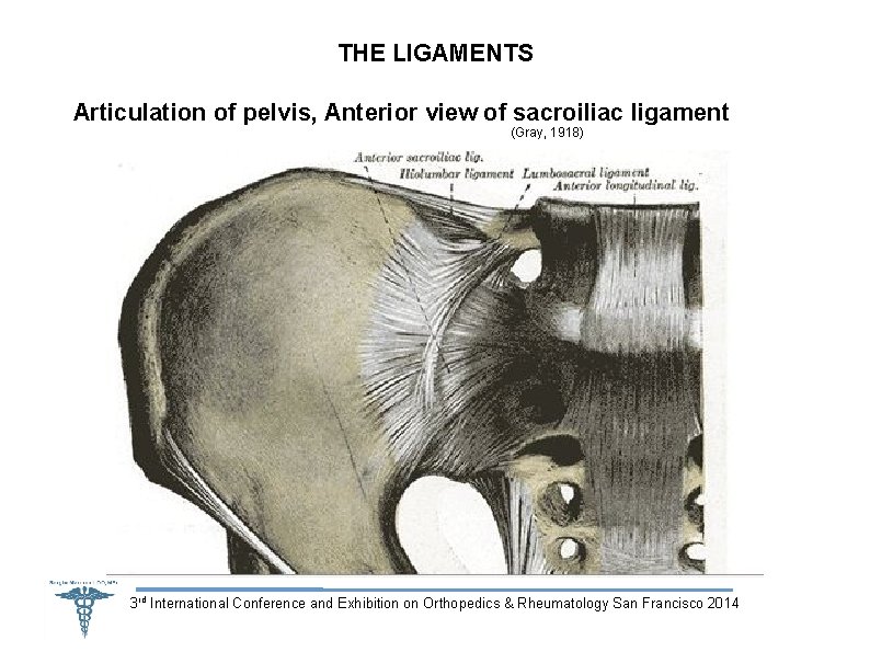 THE LIGAMENTS Articulation of pelvis, Anterior view of sacroiliac ligament (Gray, 1918) 3 rd