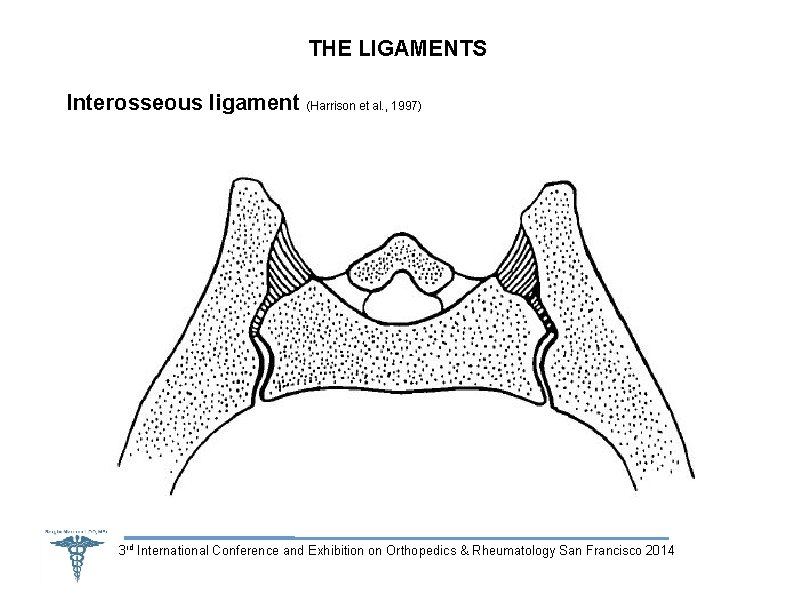 THE LIGAMENTS Interosseous ligament (Harrison et al. , 1997) 3 rd International Conference and