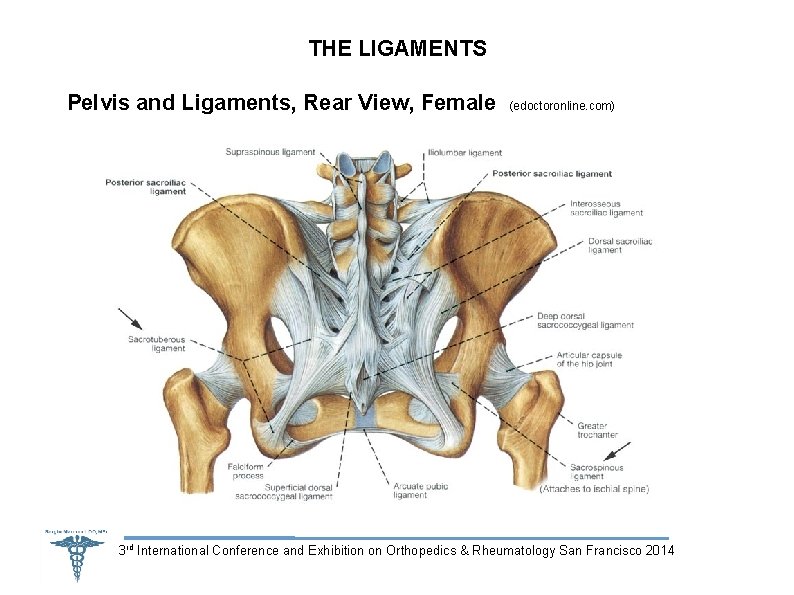 THE LIGAMENTS Pelvis and Ligaments, Rear View, Female (edoctoronline. com) 3 rd International Conference