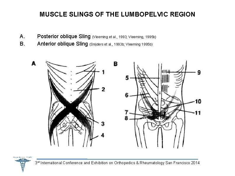 MUSCLE SLINGS OF THE LUMBOPELVIC REGION A. B. Posterior oblique Sling (Vleeming et al.