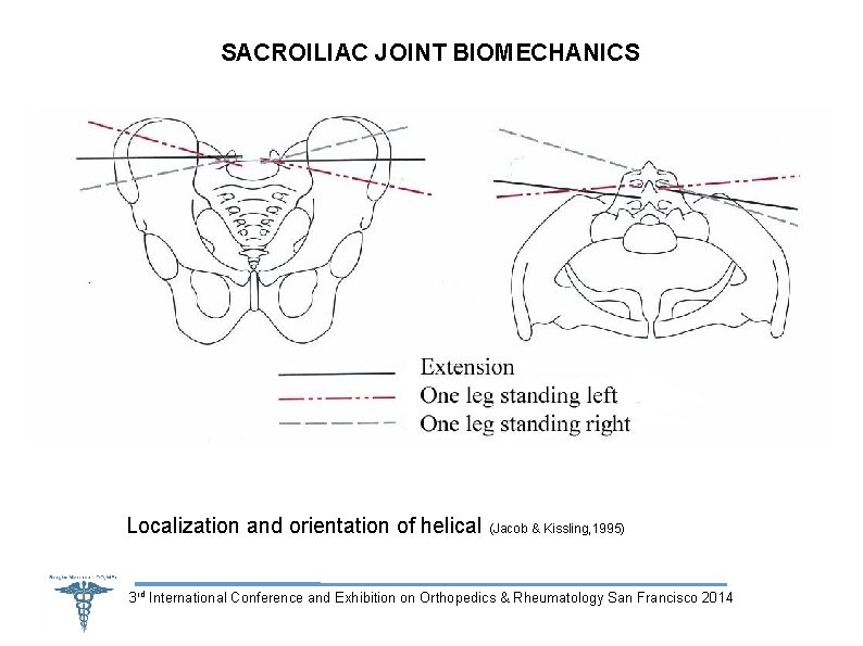 SACROILIAC JOINT BIOMECHANICS Localization and orientation of helical (Jacob & Kissling, 1995) 3 rd