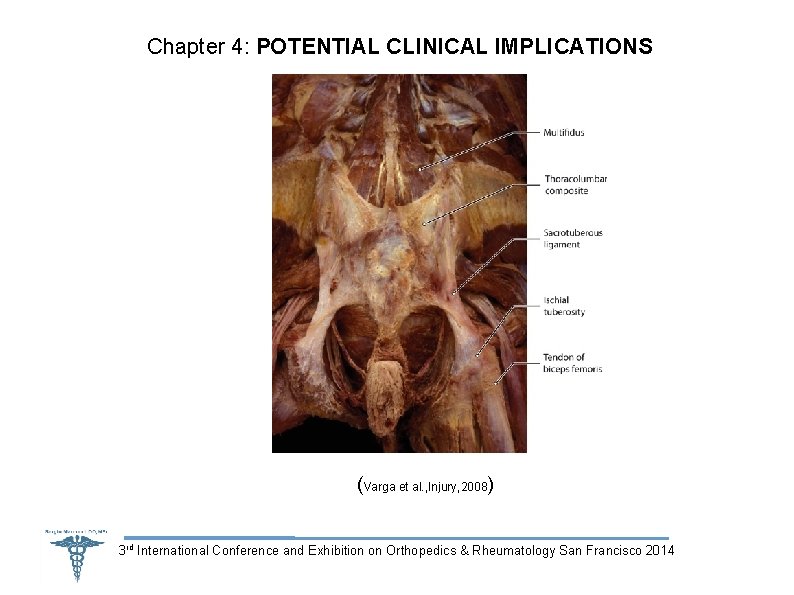 Chapter 4: POTENTIAL CLINICAL IMPLICATIONS (Varga et al. , Injury, 2008) 3 rd International