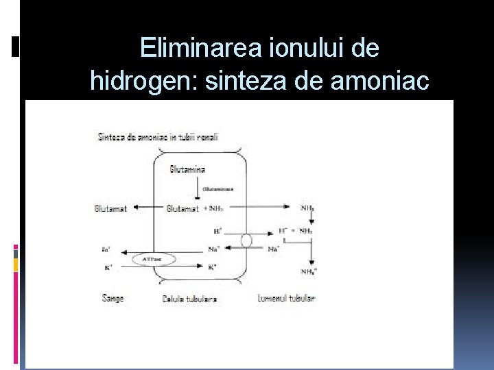 Eliminarea ionului de hidrogen: sinteza de amoniac 