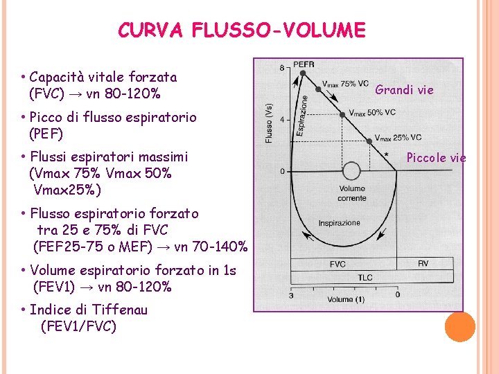 CURVA FLUSSO-VOLUME • Capacità vitale forzata (FVC) → vn 80 -120% Grandi vie •