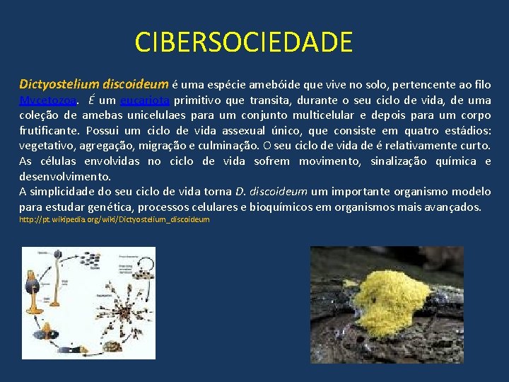 CIBERSOCIEDADE Dictyostelium discoideum é uma espécie amebóide que vive no solo, pertencente ao filo