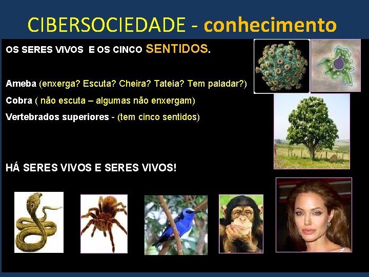 CIBERSOCIEDADE - conhecimento OS SERES VIVOS E OS CINCO SENTIDOS. Ameba (enxerga? Escuta? Cheira?