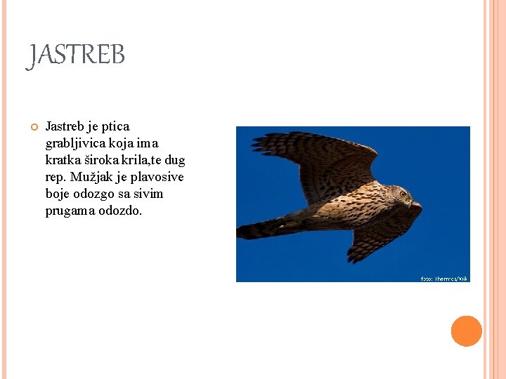 JASTREB Jastreb je ptica grabljivica koja ima kratka široka krila, te dug rep. Mužjak