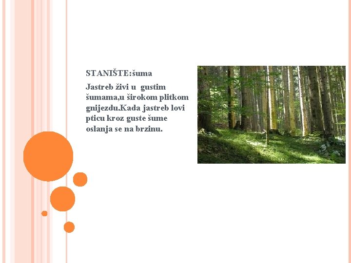 STANIŠTE: šuma Jastreb živi u gustim šumama, u širokom plitkom gnijezdu. Kada jastreb lovi