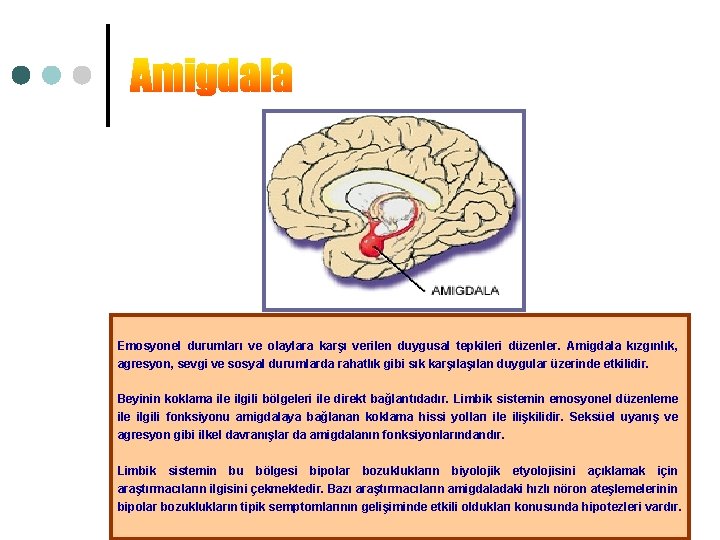 Emosyonel durumları ve olaylara karşı verilen duygusal tepkileri düzenler. Amigdala kızgınlık, agresyon, sevgi ve
