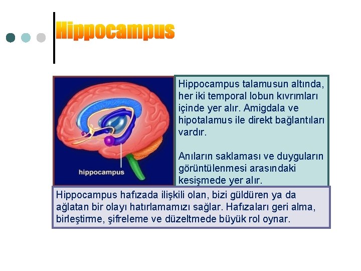 Hippocampus talamusun altında, her iki temporal lobun kıvrımları içinde yer alır. Amigdala ve hipotalamus