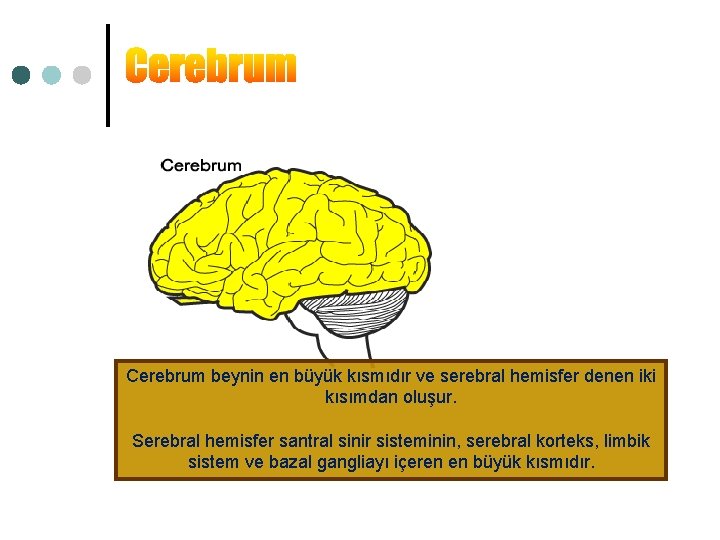 Cerebrum beynin en büyük kısmıdır ve serebral hemisfer denen iki kısımdan oluşur. Serebral hemisfer