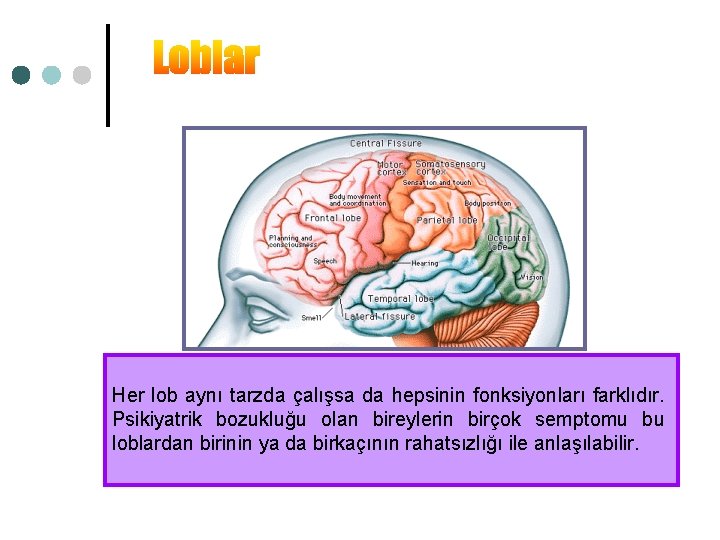 Her lob aynı tarzda çalışsa da hepsinin fonksiyonları farklıdır. Psikiyatrik bozukluğu olan bireylerin birçok