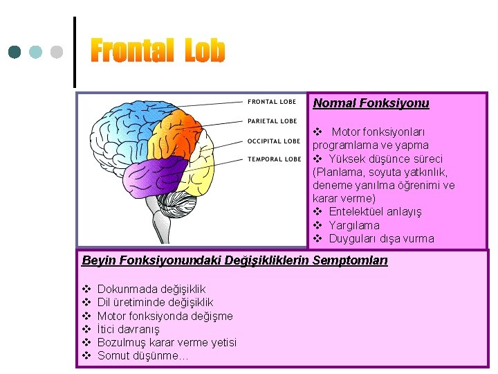 Normal Fonksiyonu v Motor fonksiyonları programlama ve yapma v Yüksek düşünce süreci (Planlama, soyuta