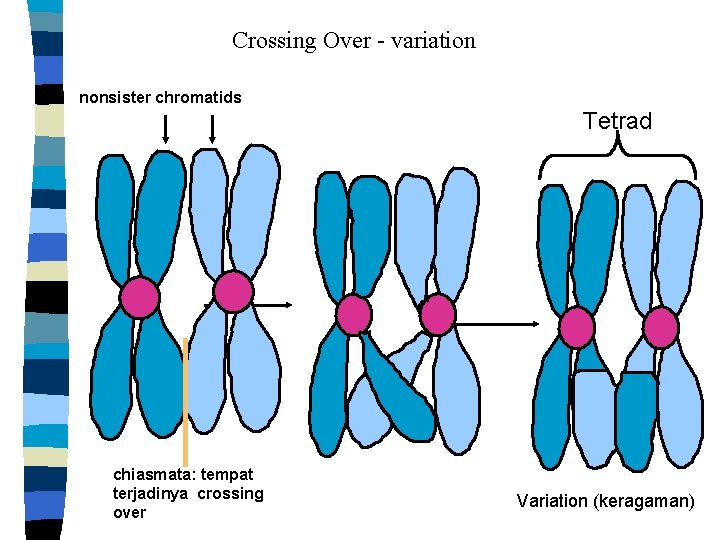 Crossing Over - variation nonsister chromatids Tetrad chiasmata: tempat terjadinya crossing over Variation (keragaman)