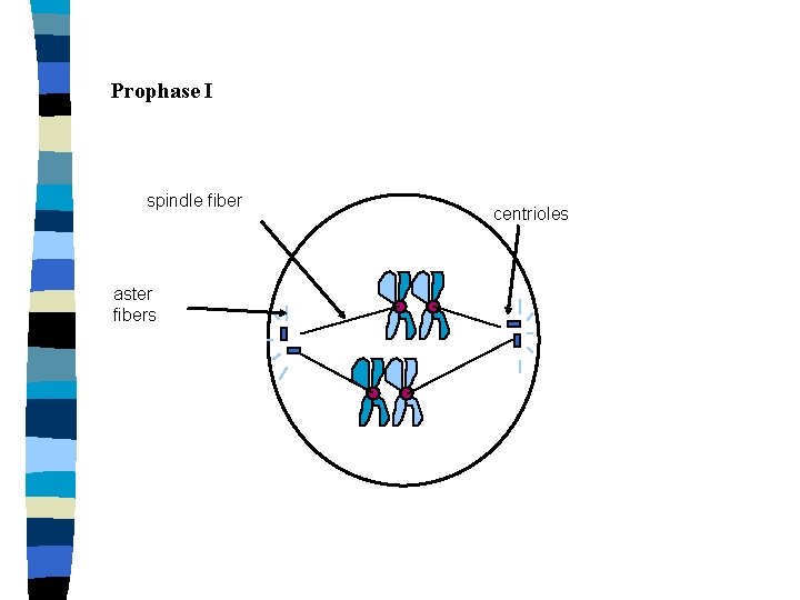 Prophase I spindle fiber aster fibers centrioles 