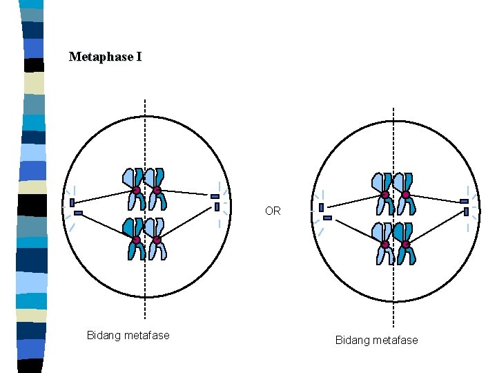 Metaphase I OR Bidang metafase 