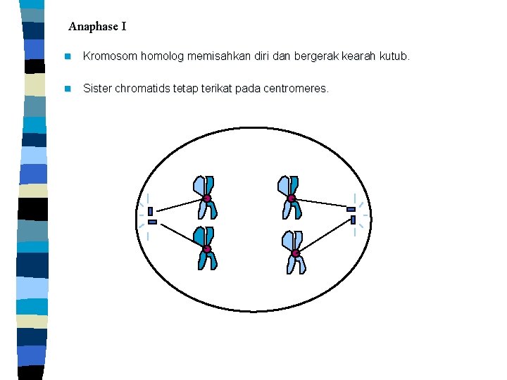 Anaphase I n Kromosom homolog memisahkan diri dan bergerak kearah kutub n Sister chromatids