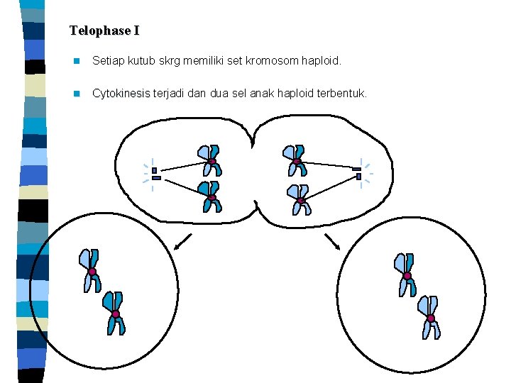 Telophase I n Setiap kutub skrg memiliki set kromosom haploid. n Cytokinesis terjadi dan